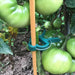 Spring plant clips for securing plants to supports and promoting healthy growth